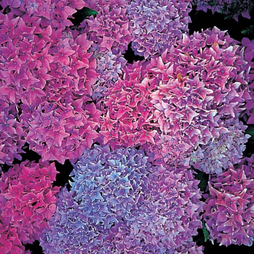 Jalohortensia Tovelit