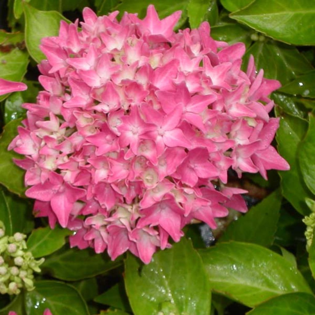 Jalohortensia Tovelit