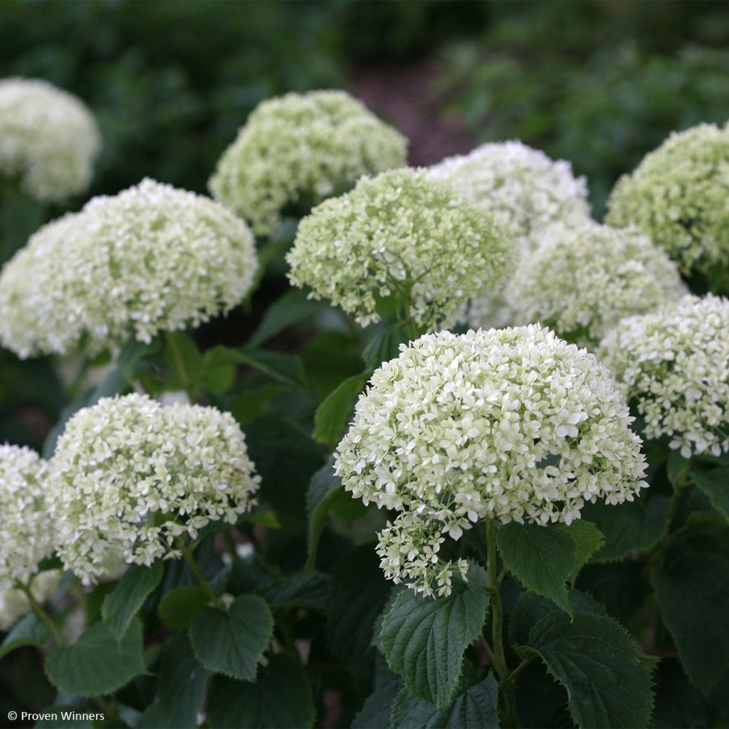Pallohortensia BellaRagazza Limetta