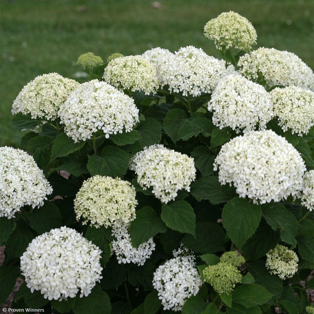 Pallohortensia BellaRagazza Limetta