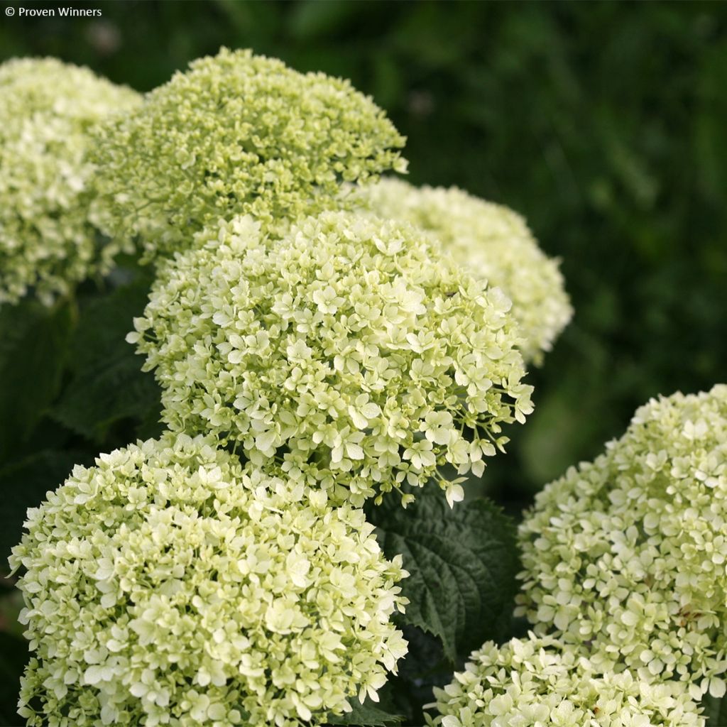 Pallohortensia BellaRagazza Limetta