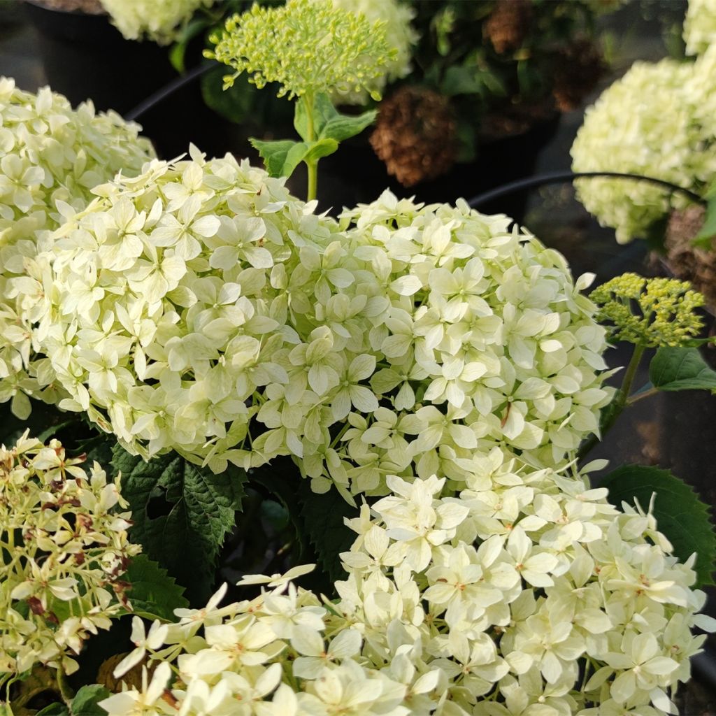 Pallohortensia BellaRagazza Limetta