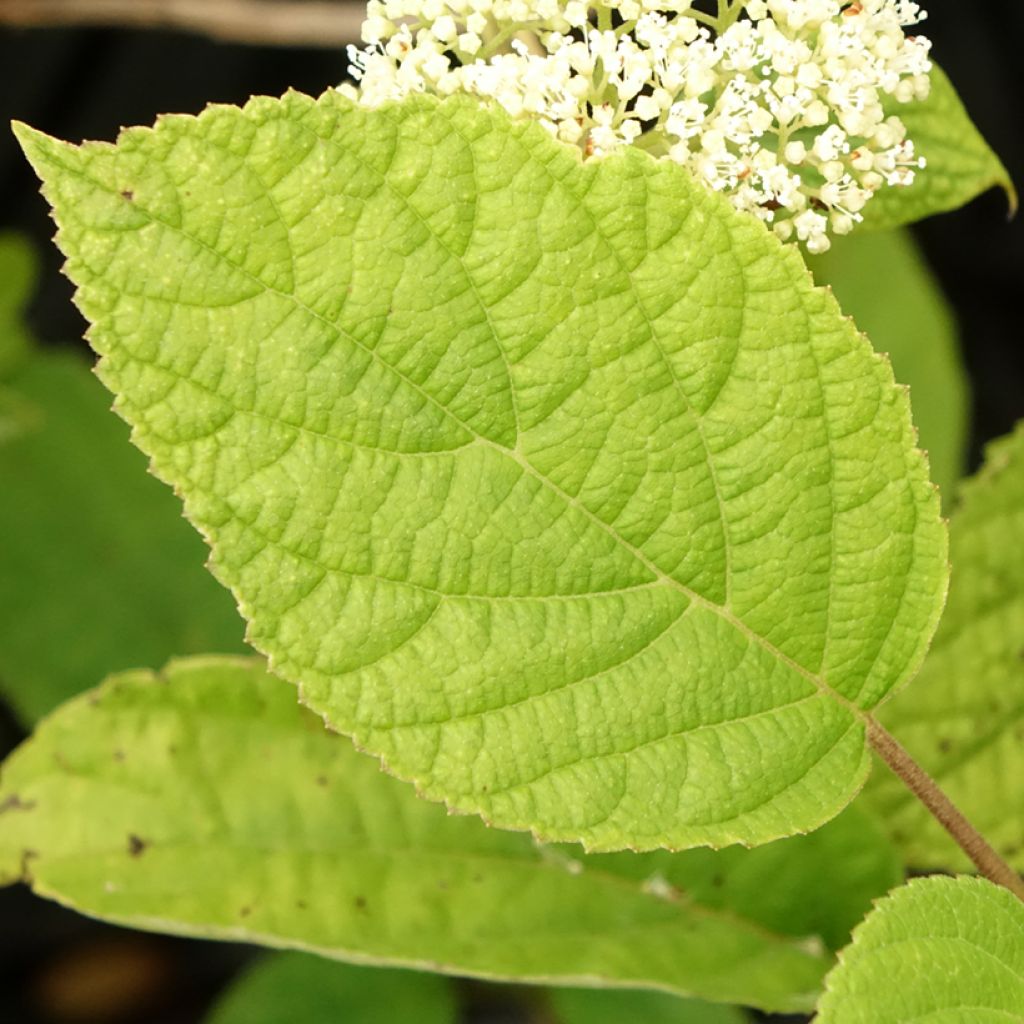 Pallohortensia Hills Of Snow