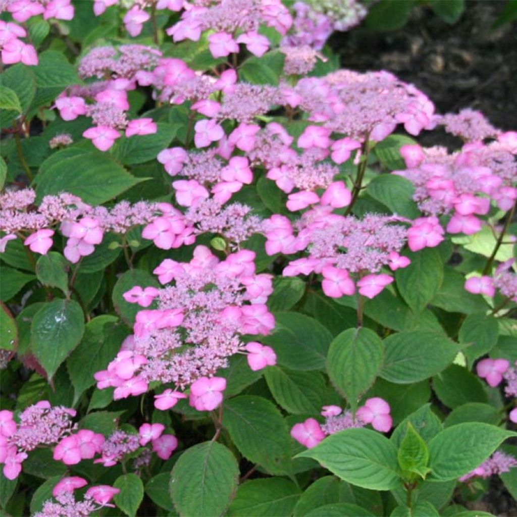 Safiirihortensia Avelroz
