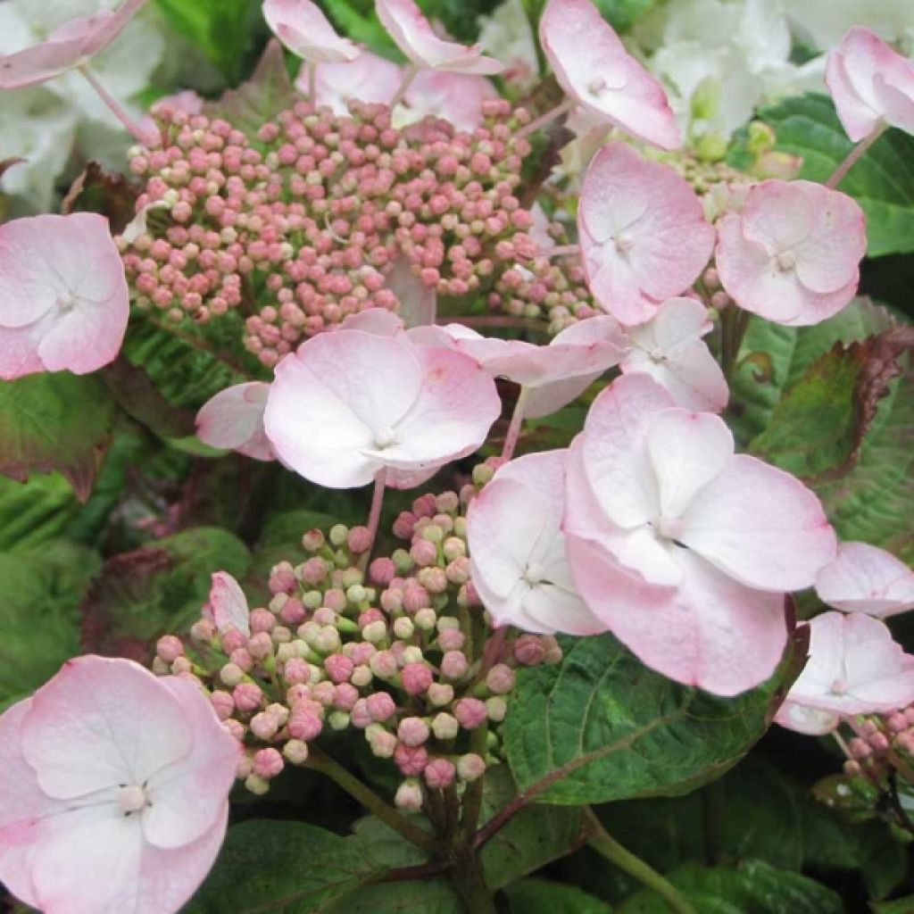 Jalohortensia Dolce Gipsy