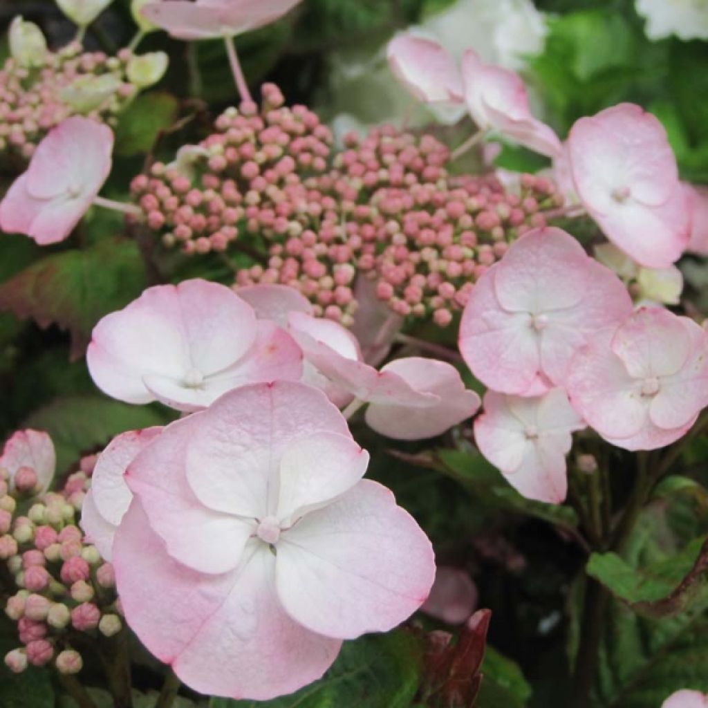 Jalohortensia Dolce Gipsy