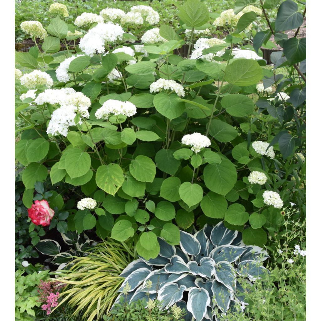 Pallohortensia Annabelle