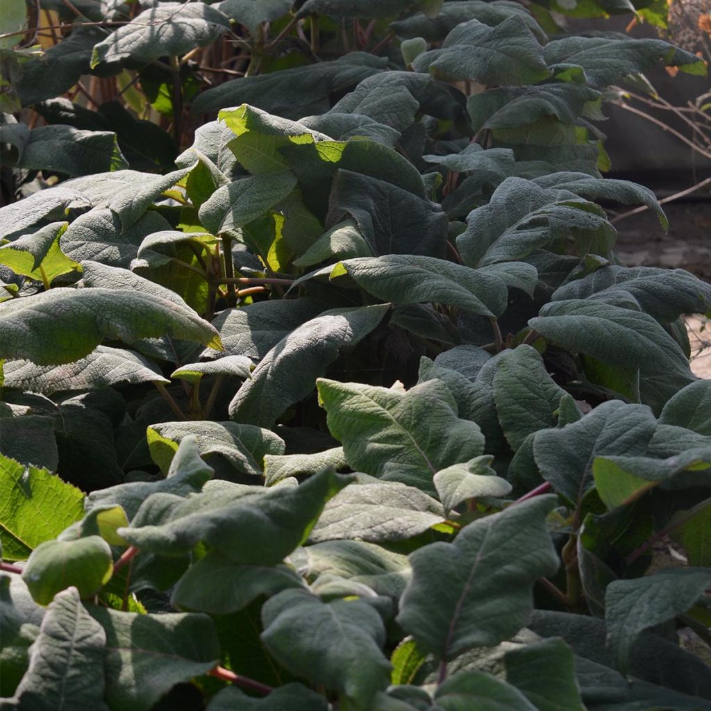 Samettihortensia Macrophylla