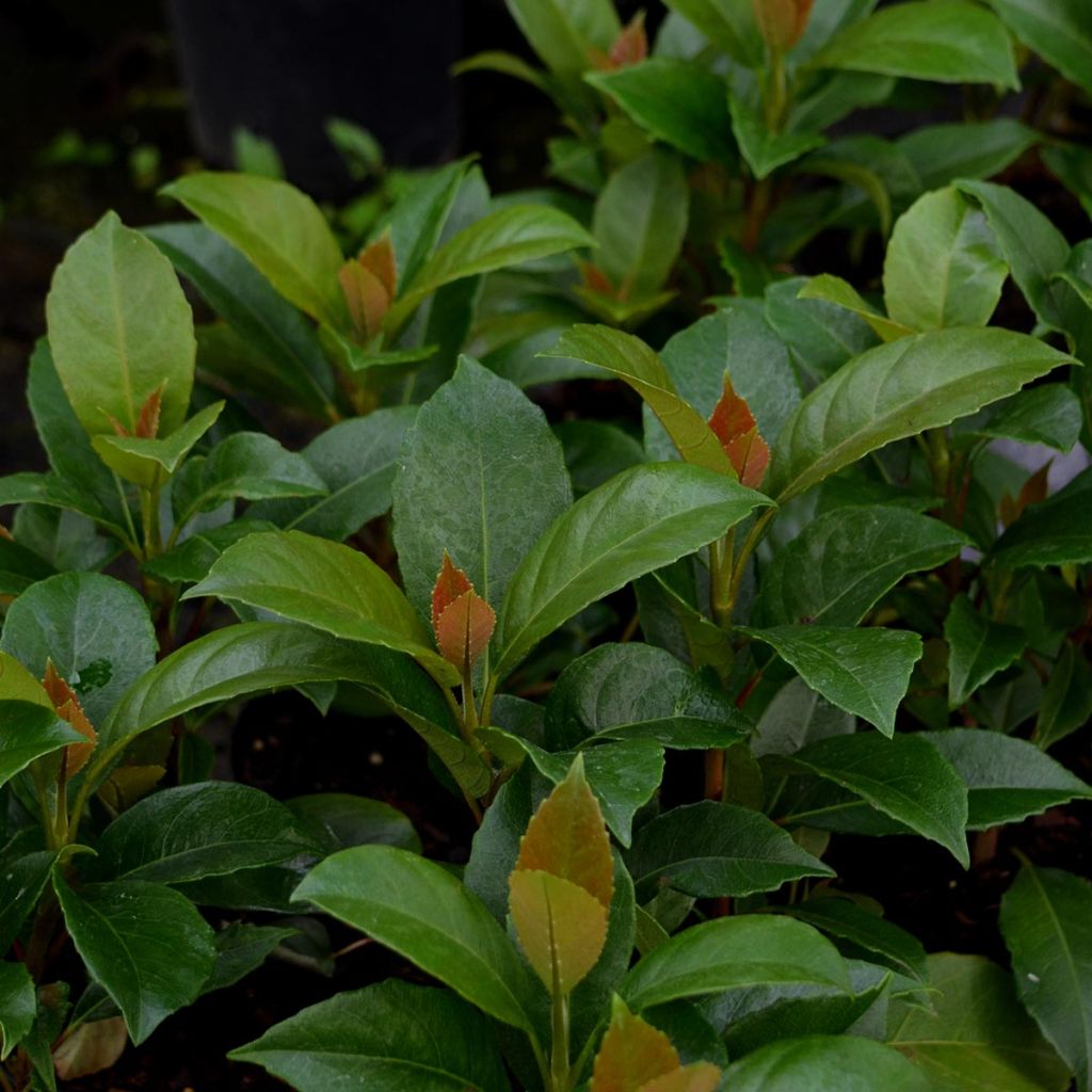 Köynnöshortensia - Hydrangea seemanii