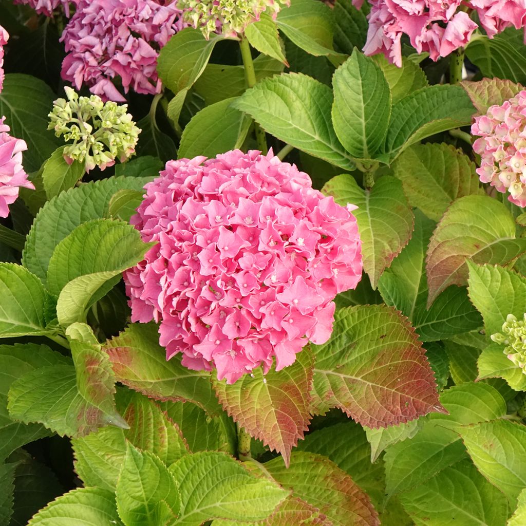Jalohortensia Beautensia Spike