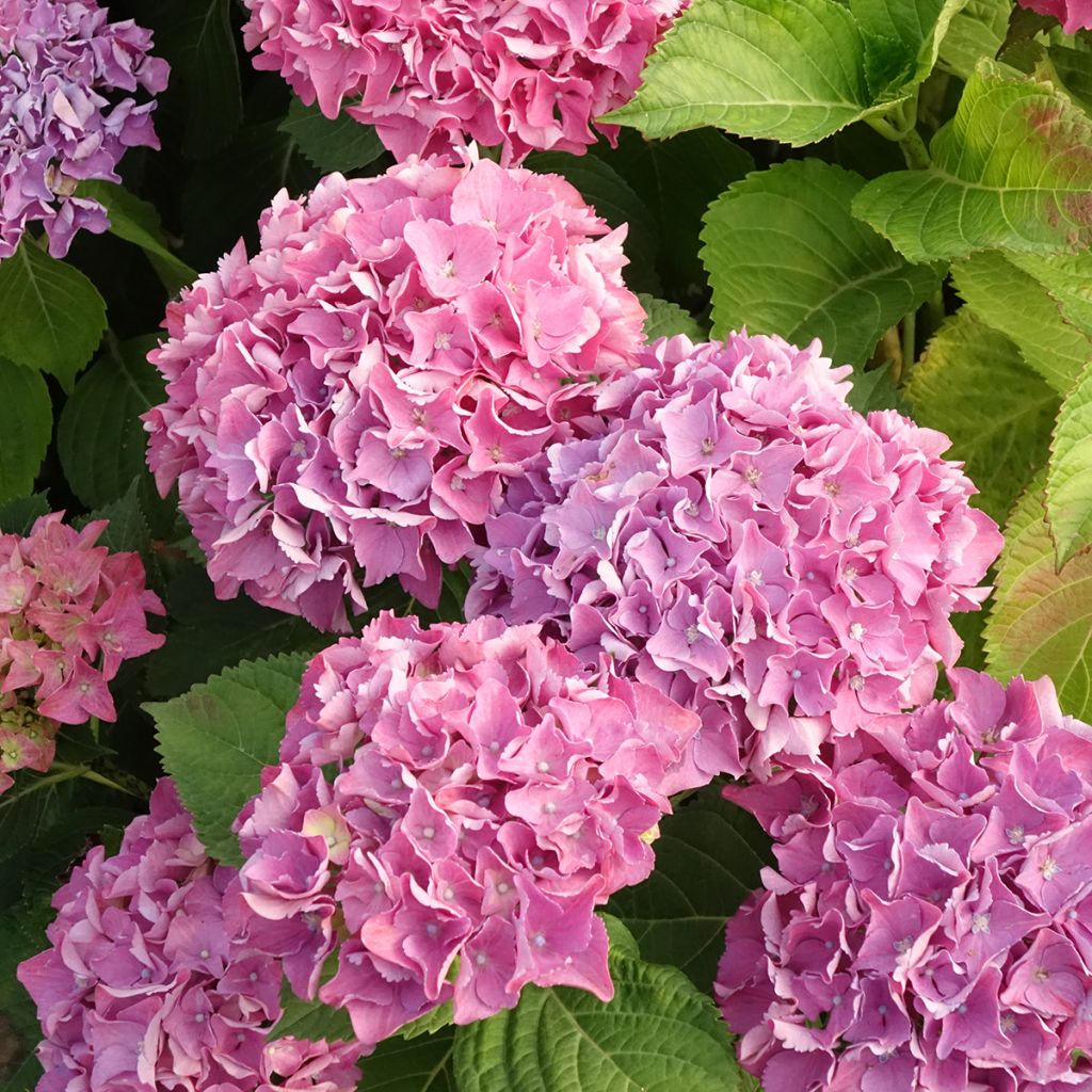 Jalohortensia Beautensia Spike