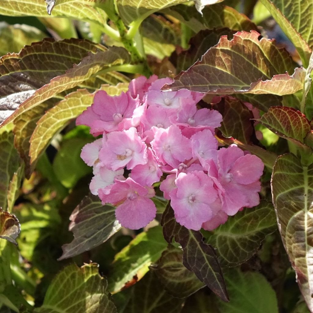 Jalohortensia Benthe