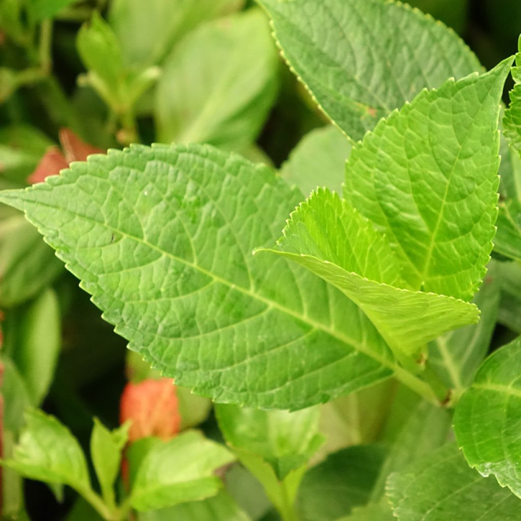 Jalohortensia - Hydrangea macrophylla