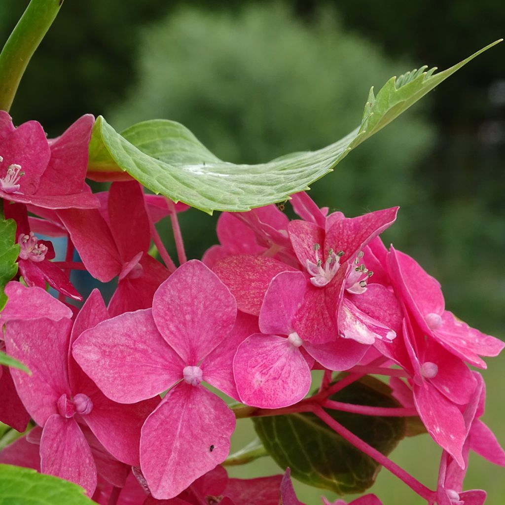 Jalohortensia Constellation