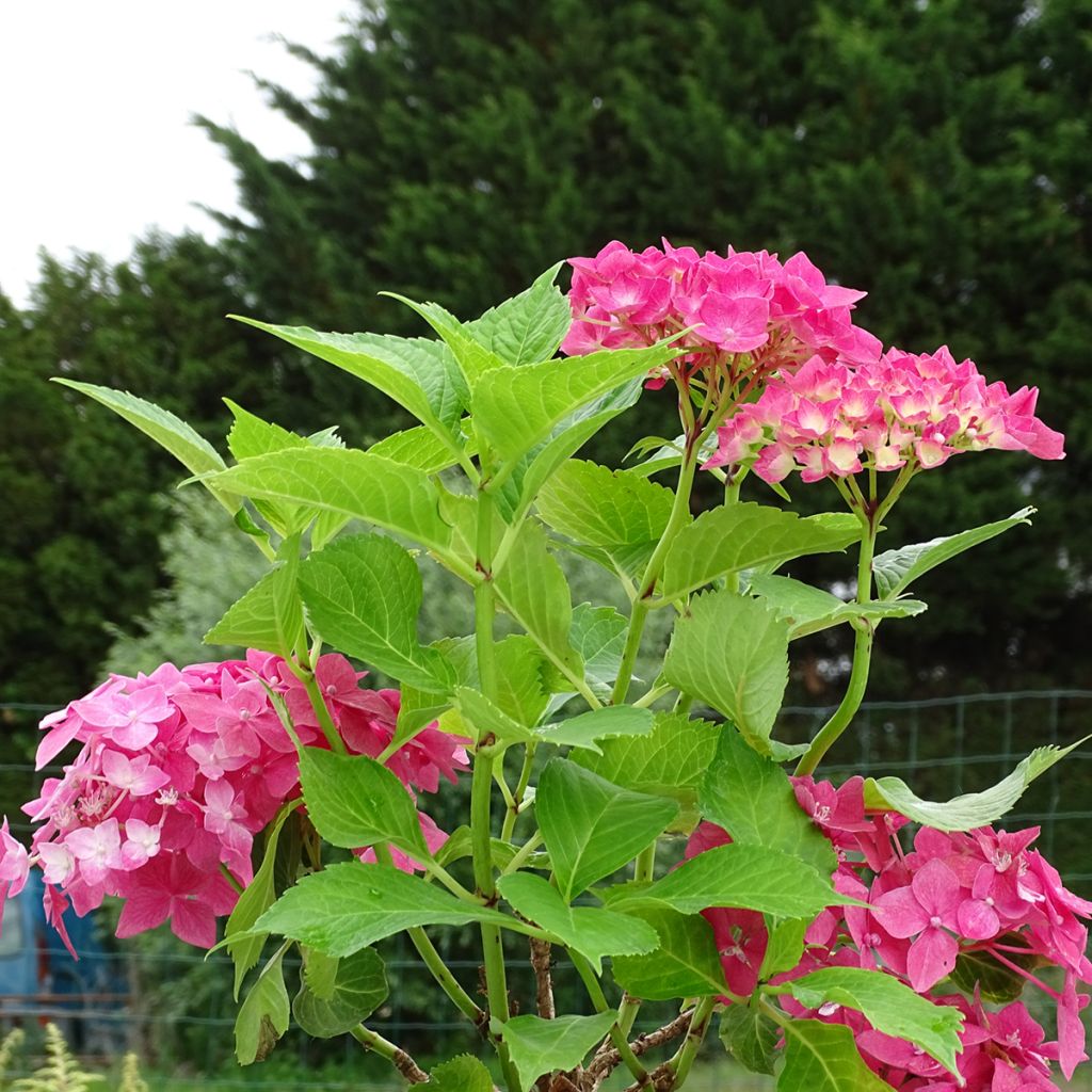 Jalohortensia Constellation