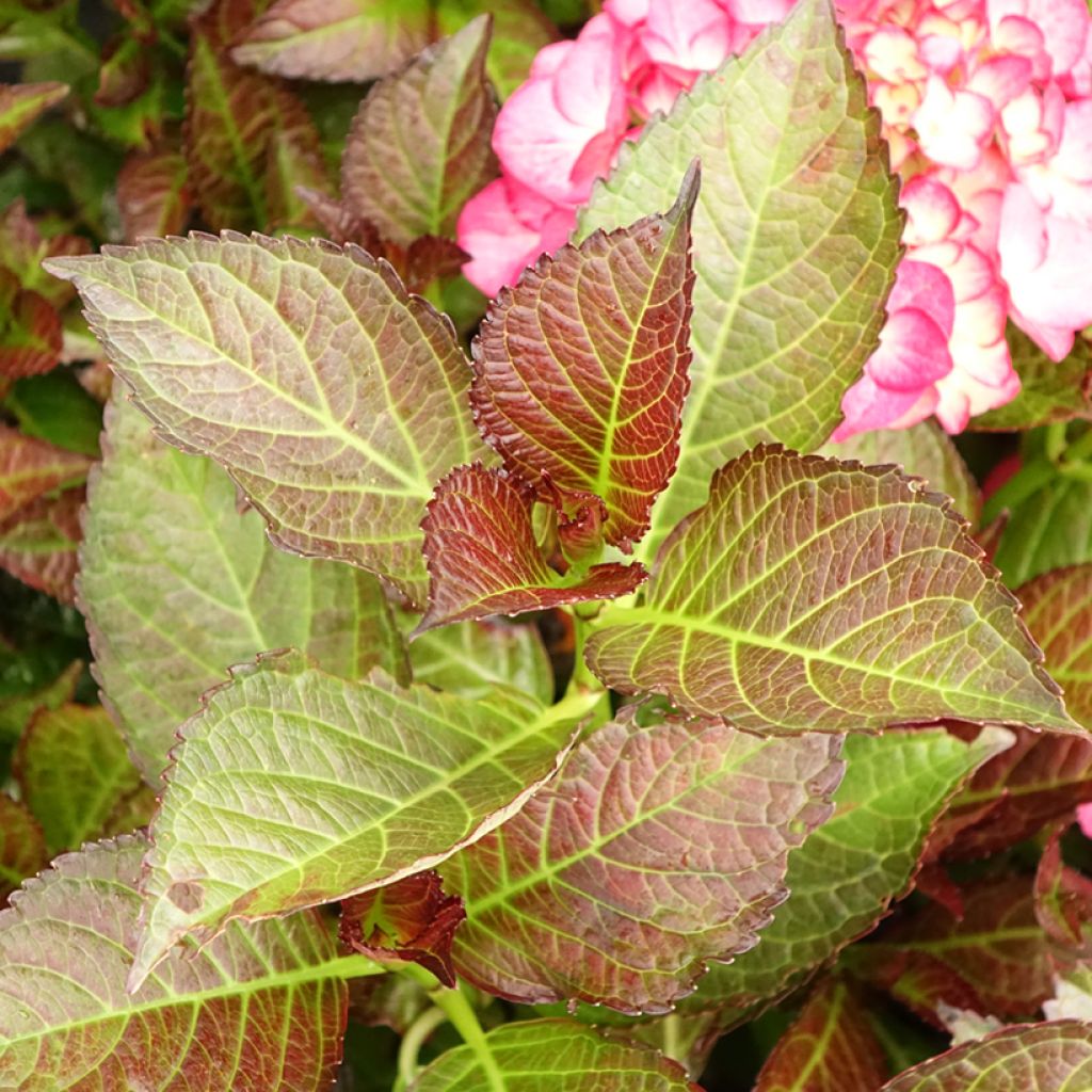 Jalohortensia Black Diamonds Dark Angel