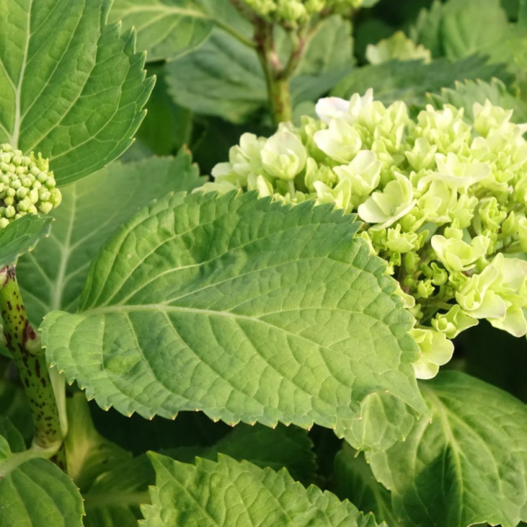 Jalohortensia Early Blue