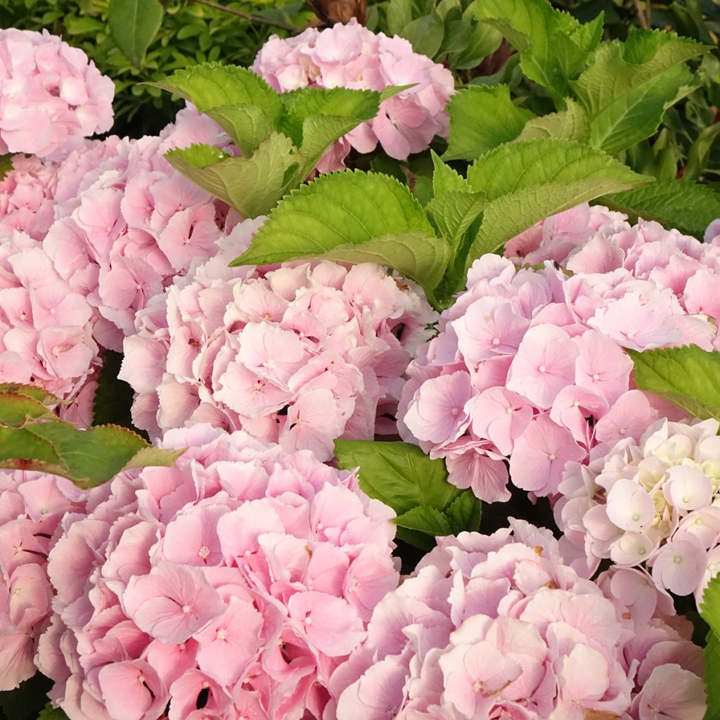 Jalohortensia Everbloom Pink Wonder