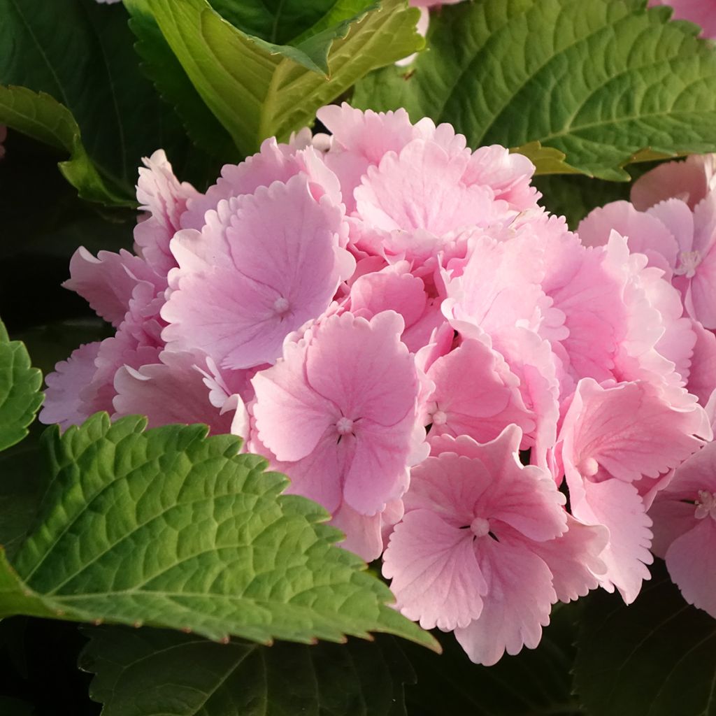Jalohortensia Everbloom Pink Wonder
