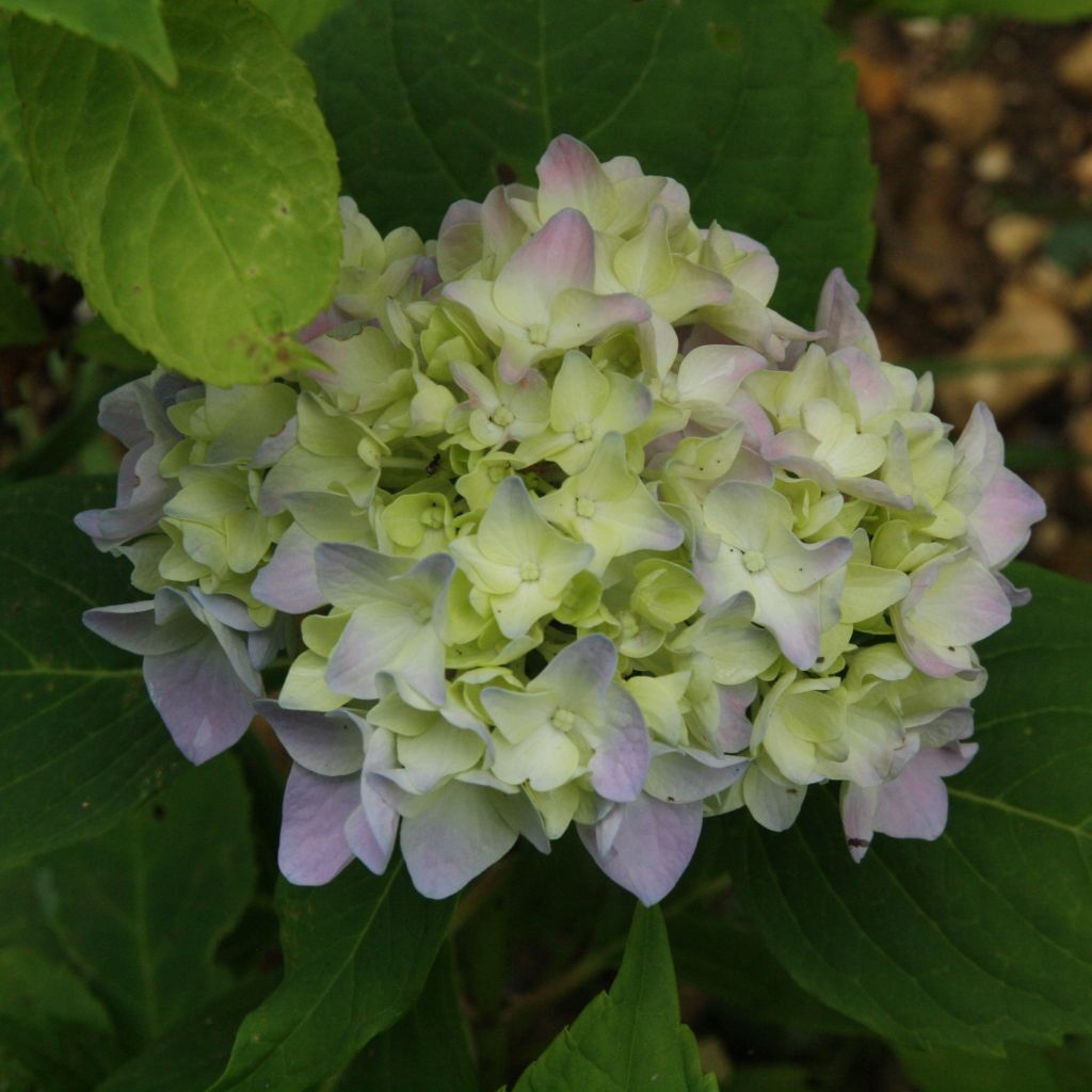 Jalohortensia Generale Vicomtesse de Vibraye