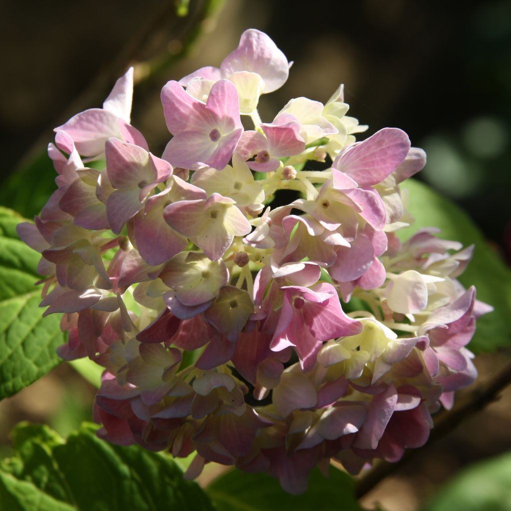 Jalohortensia Generale Vicomtesse de Vibraye