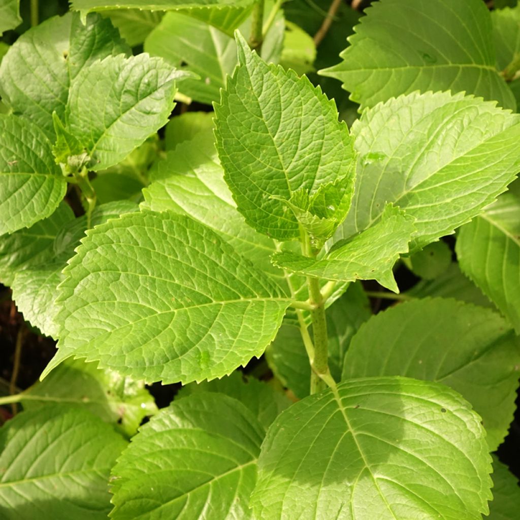Jalohortensia Gertrud Glahn