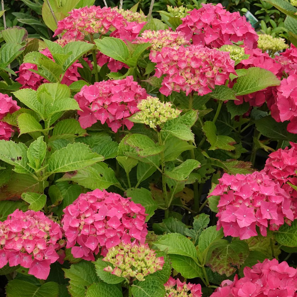 Jalohortensia Glowing Amber