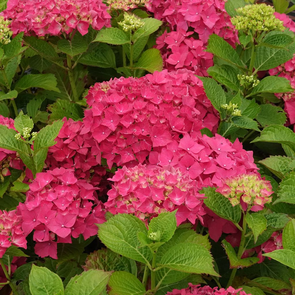 Jalohortensia Glowing Amber