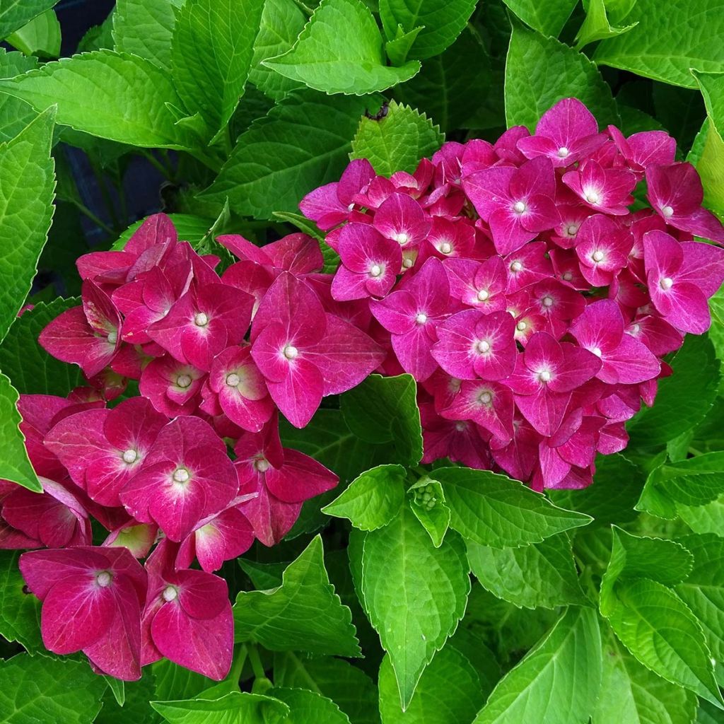 Jalohortensia Green shadow