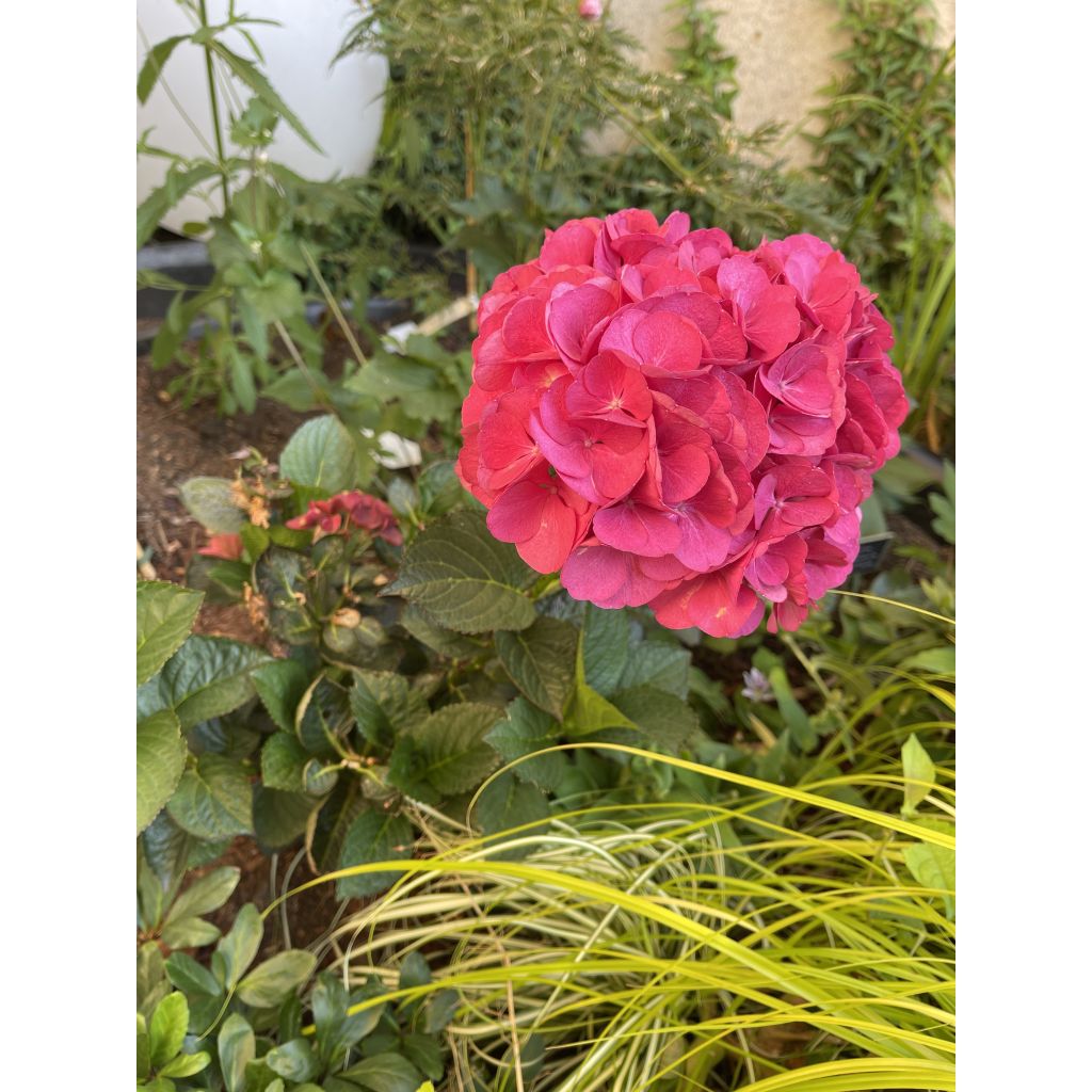 Jalohortensia Julisa