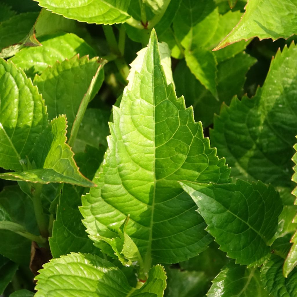 Jalohortensia Teller Kardinal