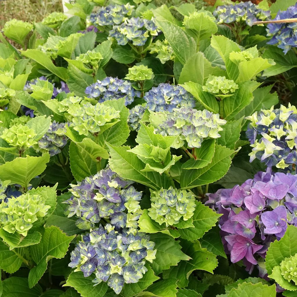 Jalohortensia Lady Mata Hari