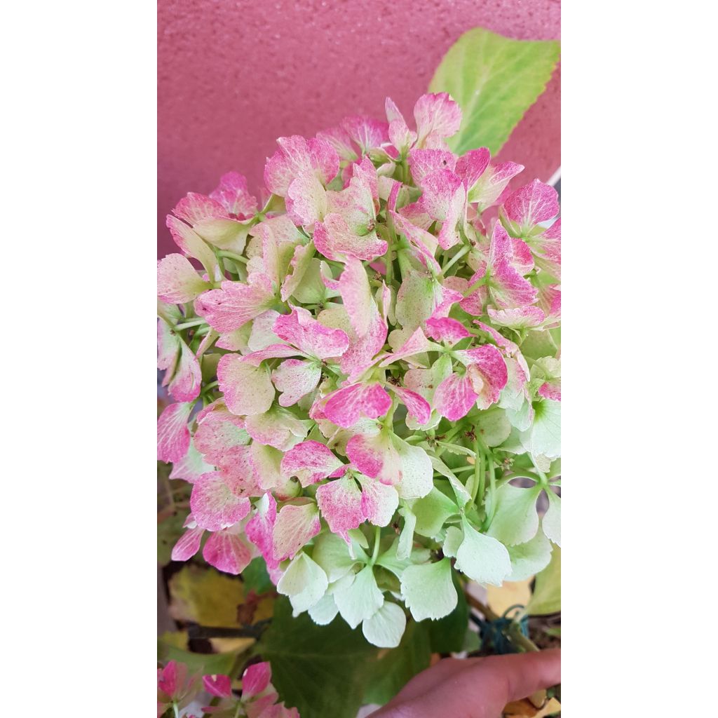 Jalohortensia Magical Jade