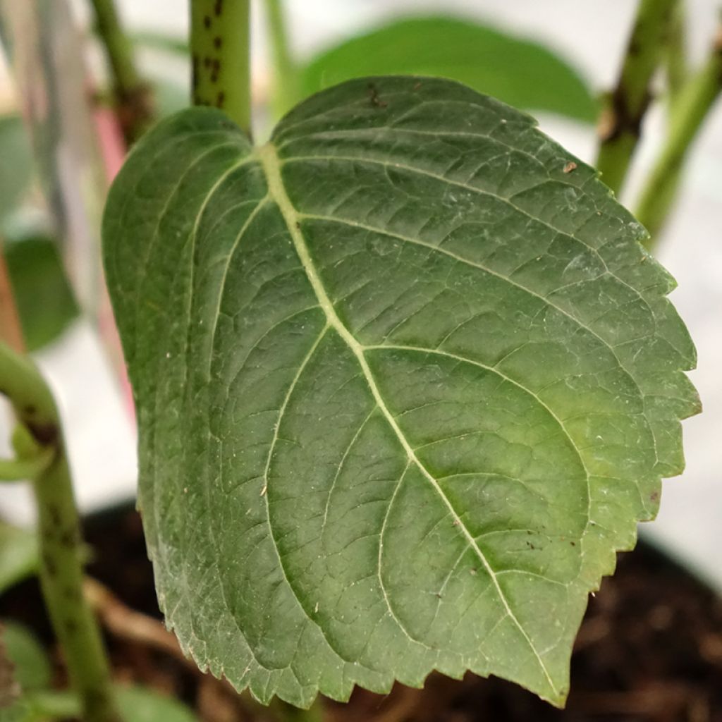 Jalohortensia Magical Jewel rosa (vaaleanpunainen)
