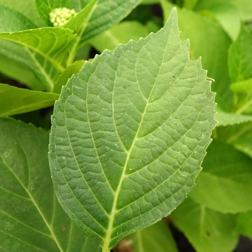 Jalohortensia Pink Pop