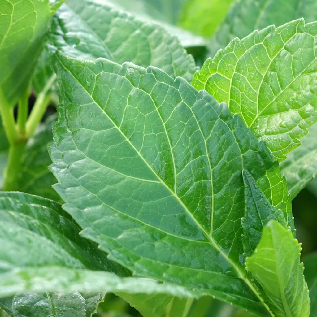 Jalohortensia Soeur Thérèse