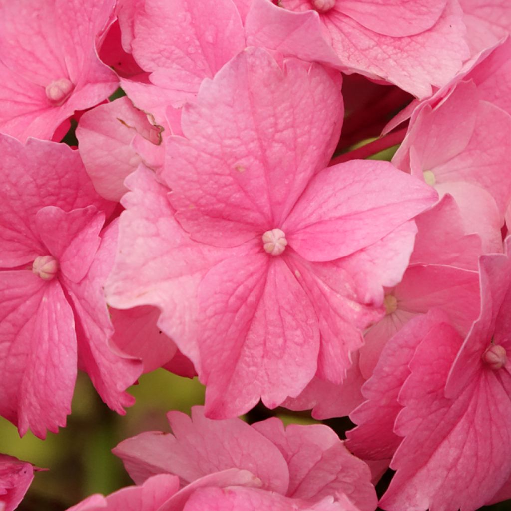 Jalohortensia Stellar (vaaleanpunainen)