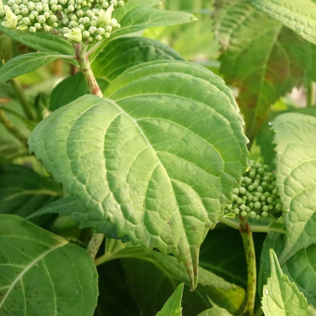 Jalohortensia Veitchii