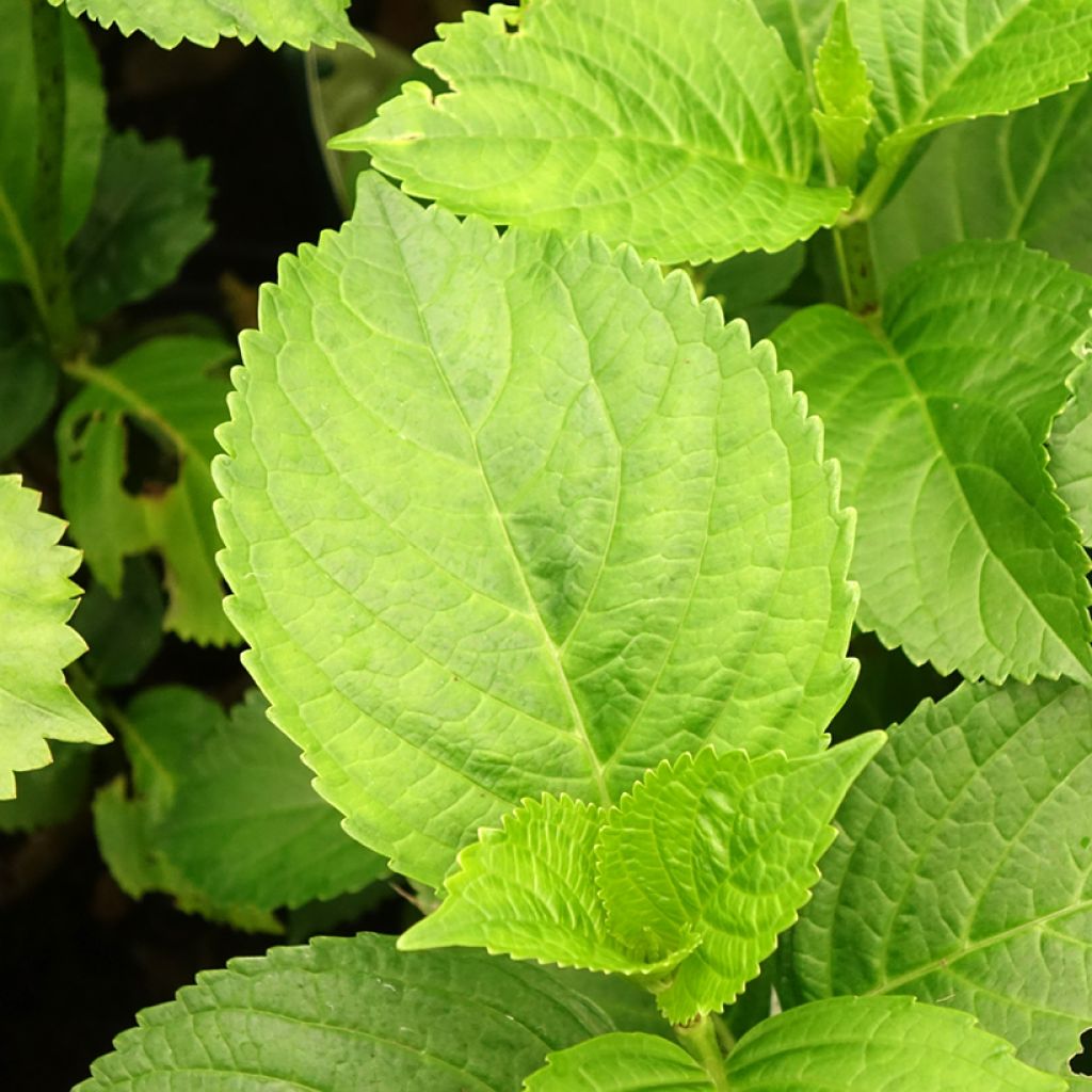 Jalohortensia Verdi