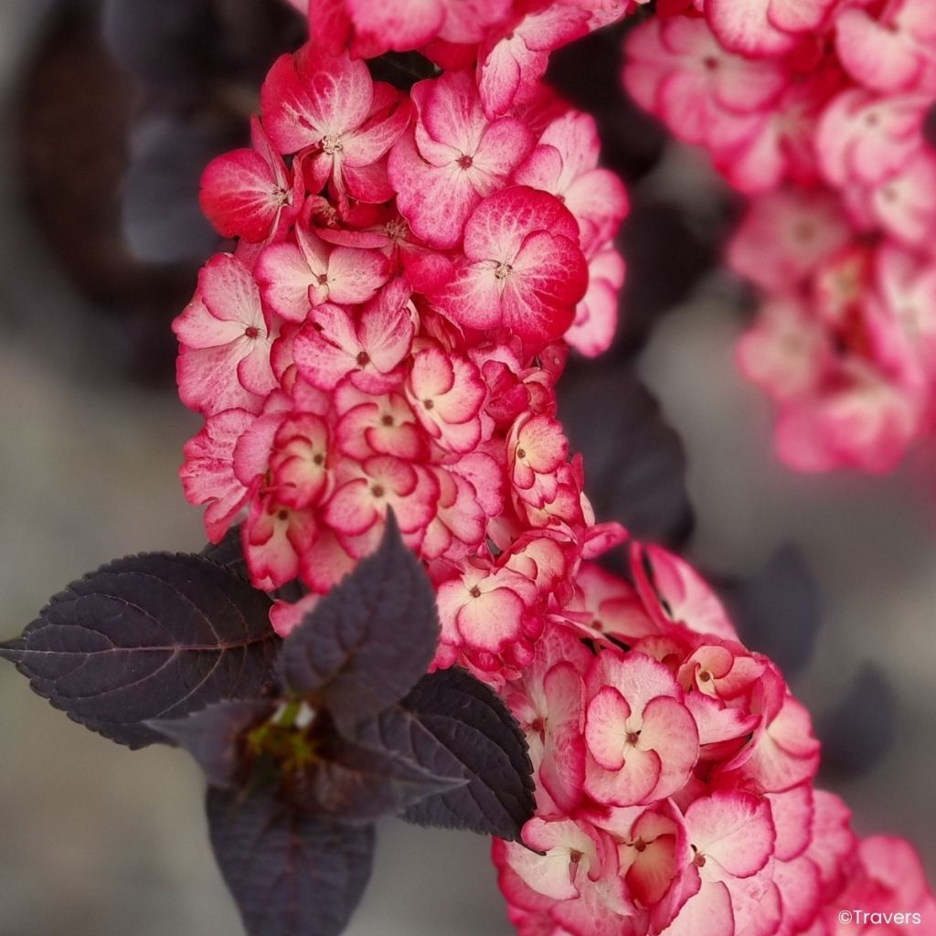 Jalohortensia Black Velvet