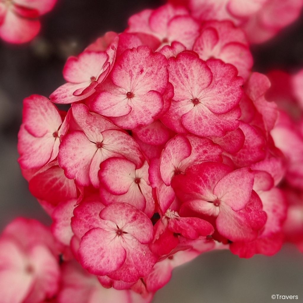 Jalohortensia Black Velvet