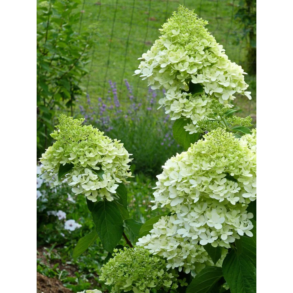 Syyshortensia Limelight
