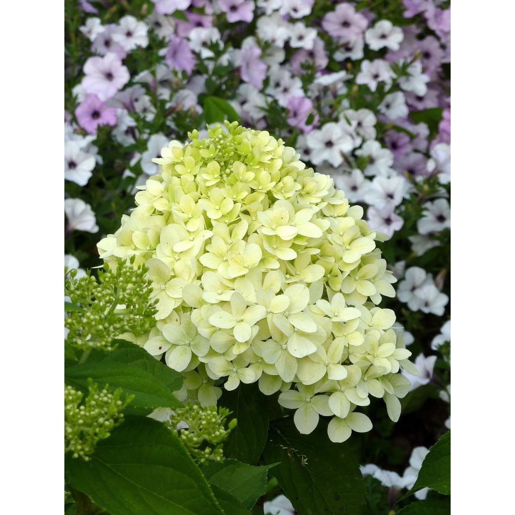 Syyshortensia Limelight