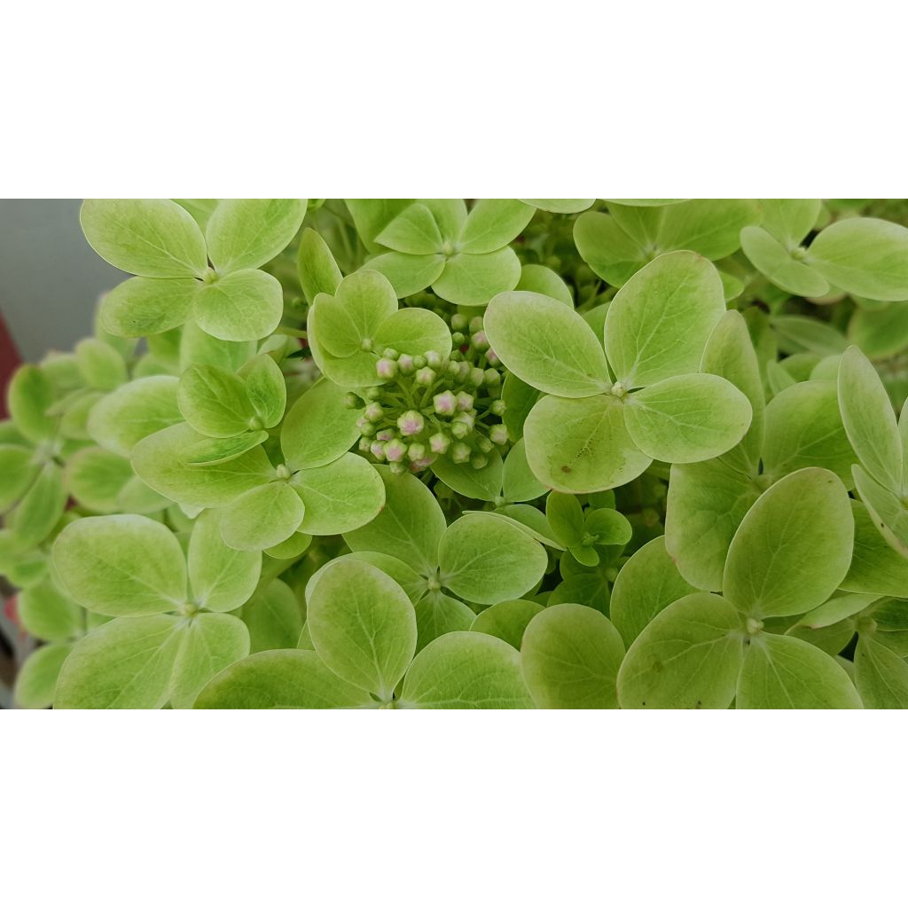 Syyshortensia Pastelgreen