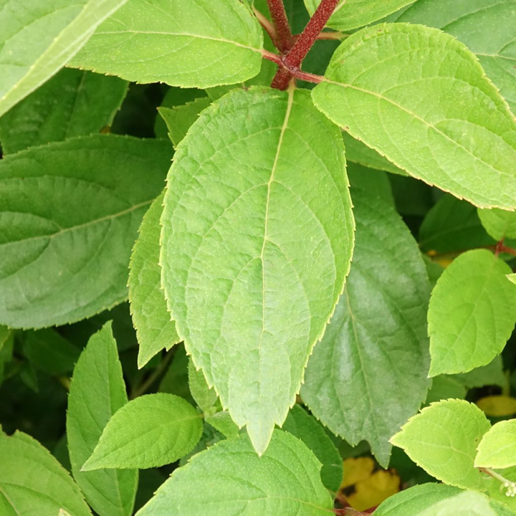 Syyshortensia Unique