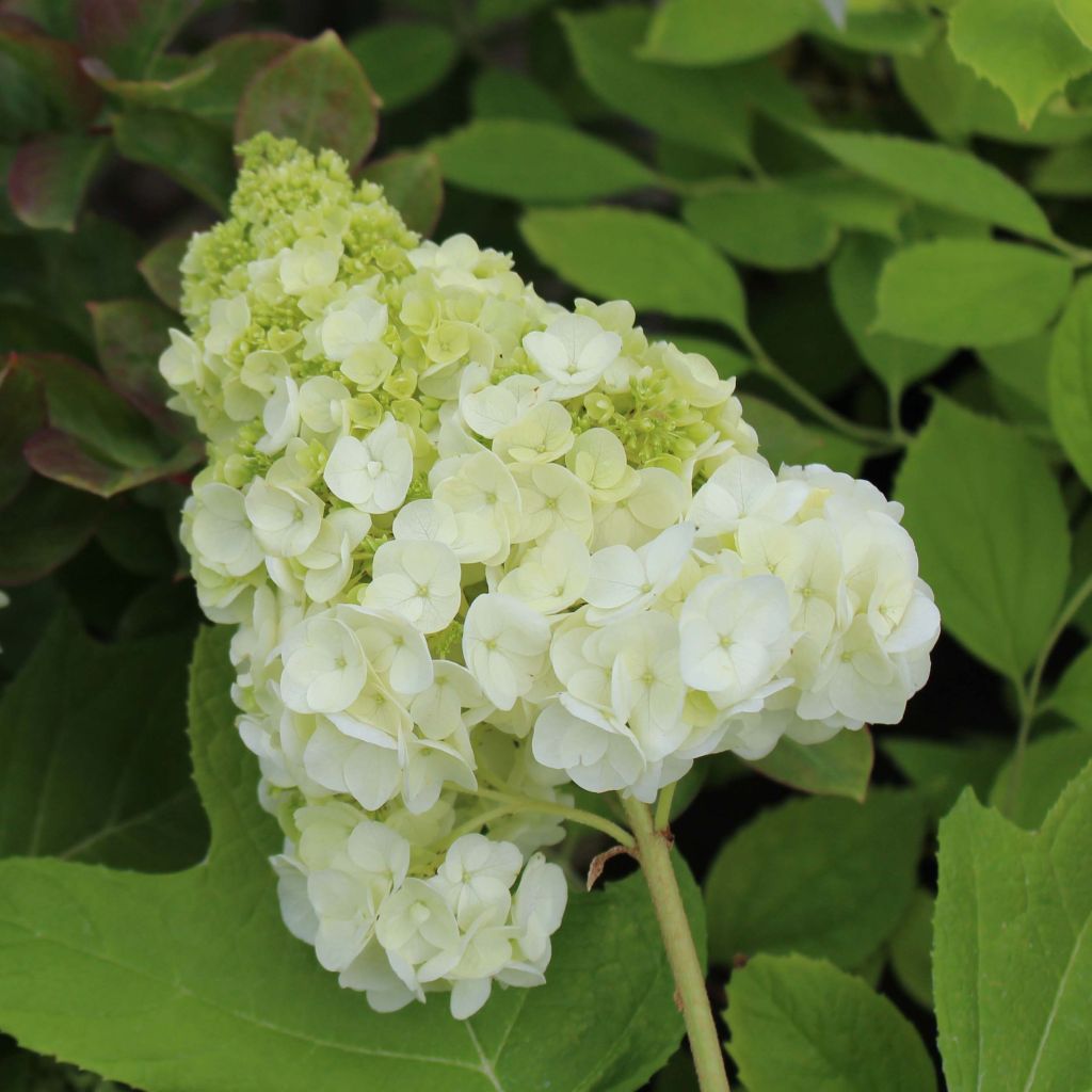 Tammihortensia Harmony