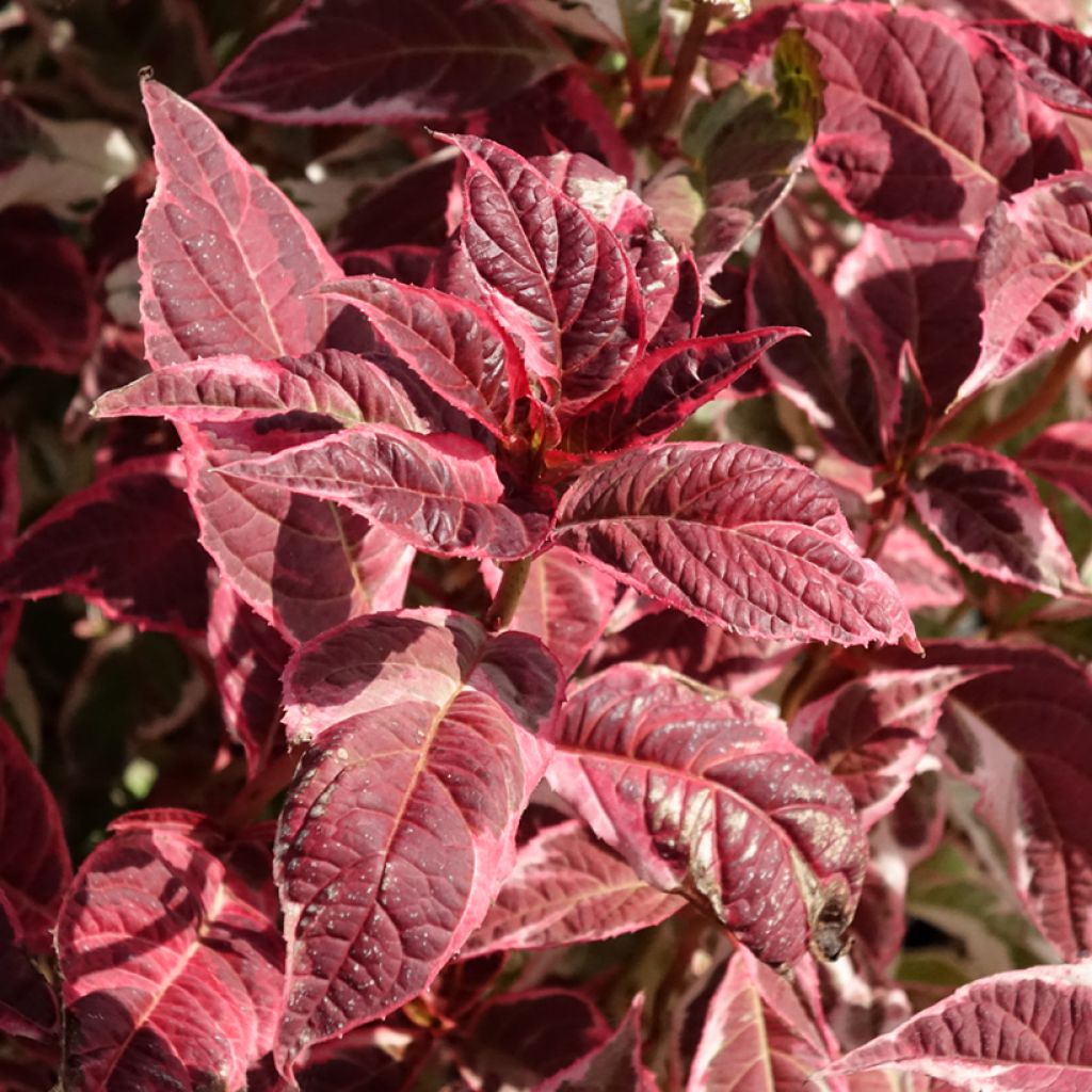Safiirihortensia Euphoria Pink