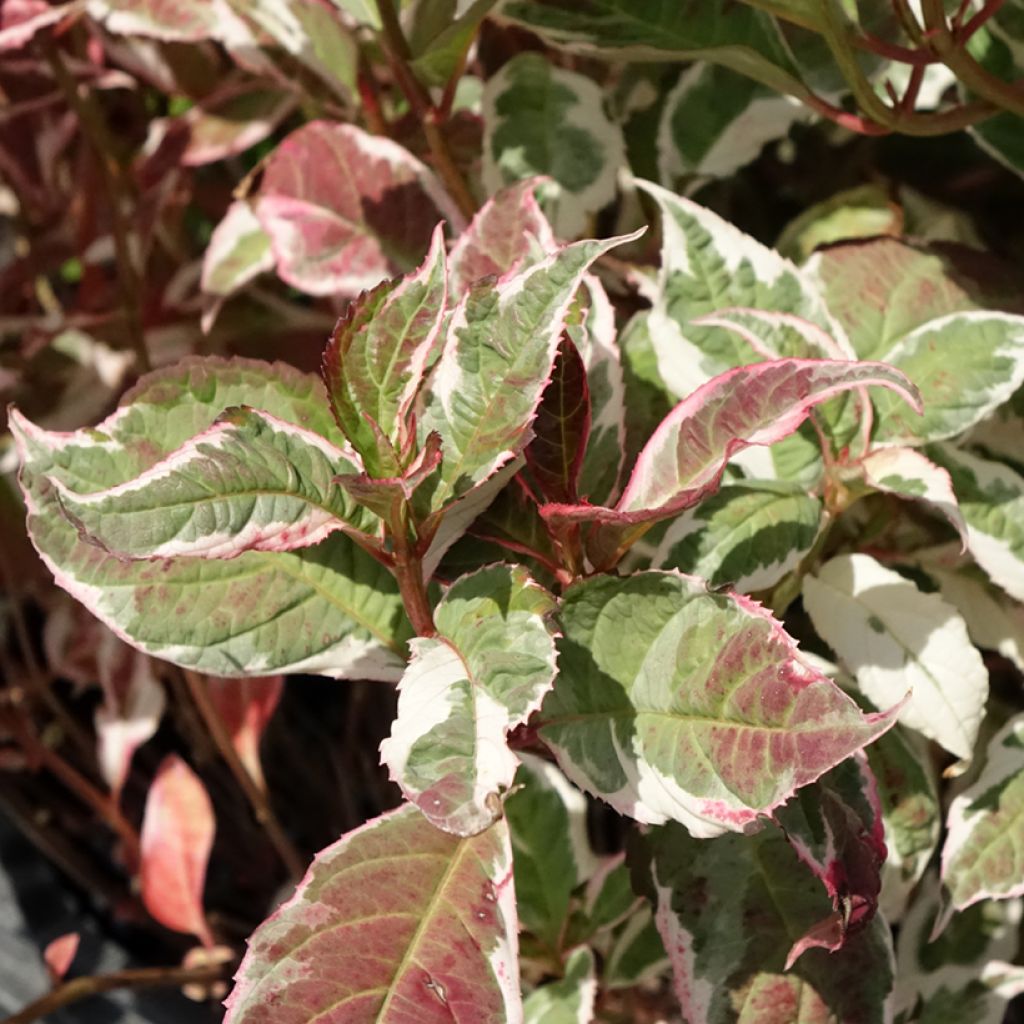 Safiirihortensia Euphoria Pink
