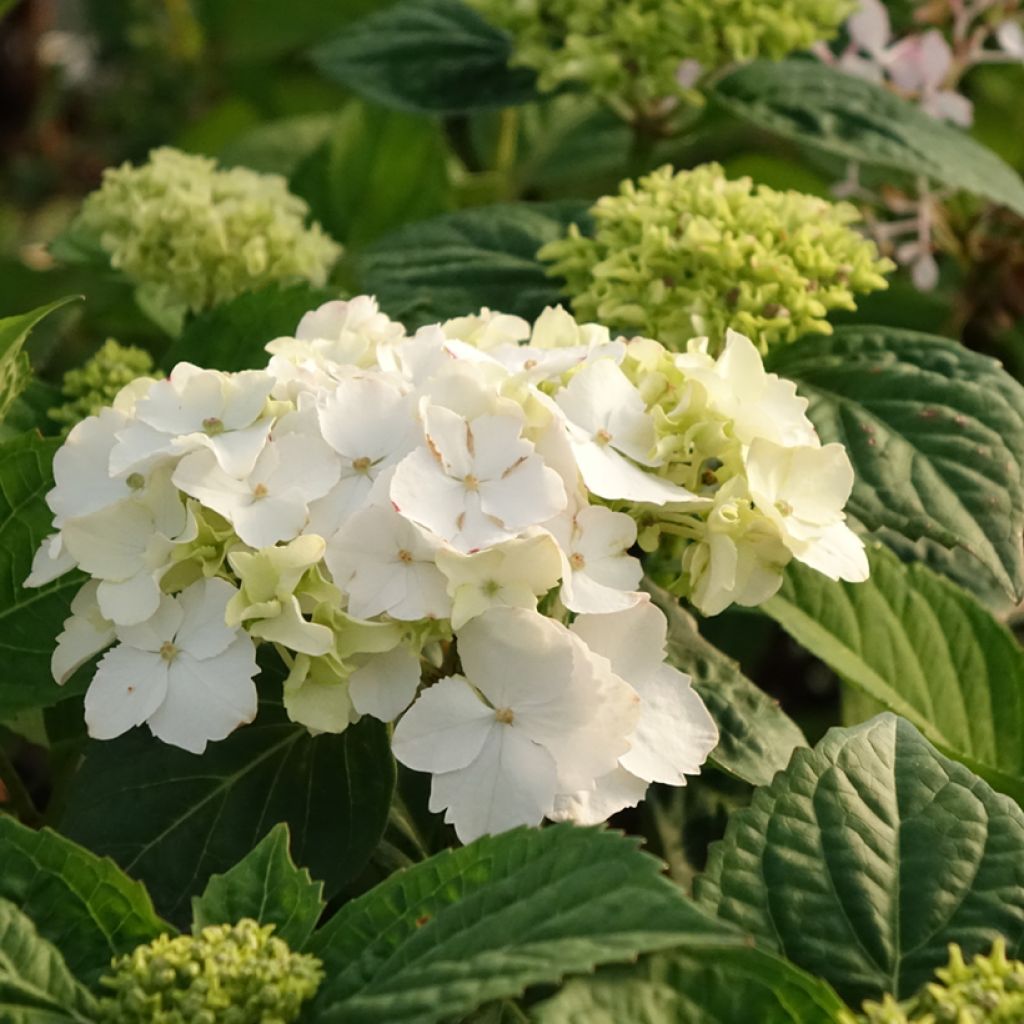 Safiirihortensia Impératrice Eugénie