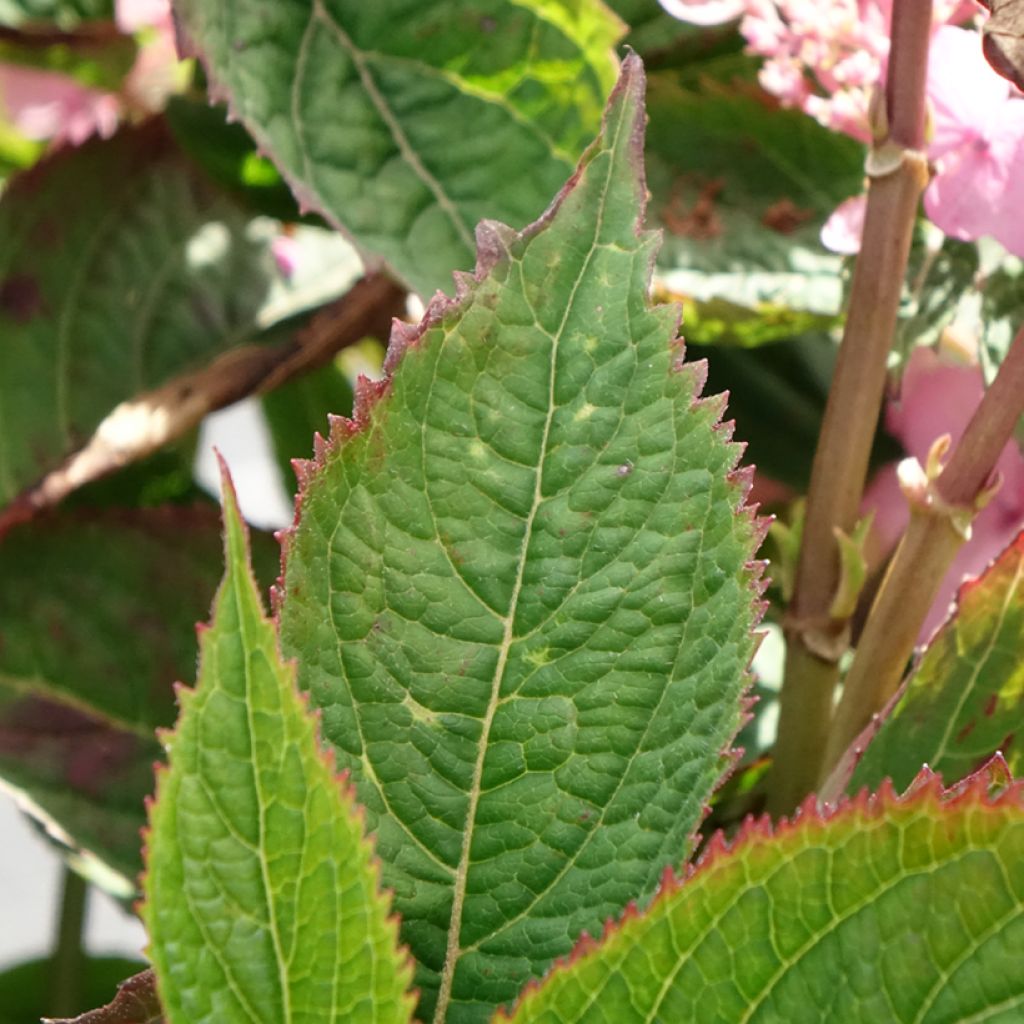 Safiirihortensia Koreana